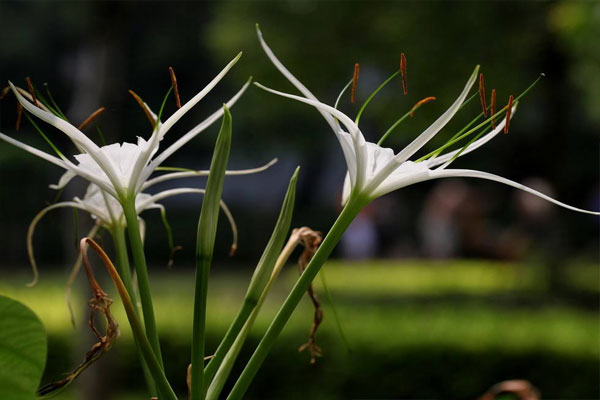 蜘蛛兰花语