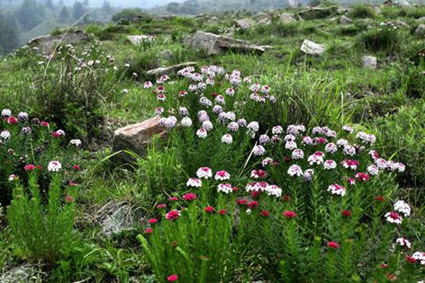 狼毒花花语