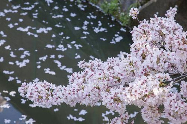 茶蘼花花语