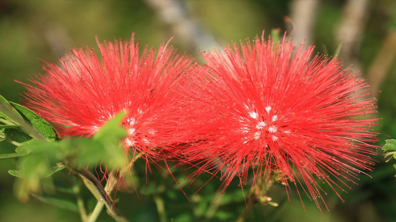 朱缨花的花语