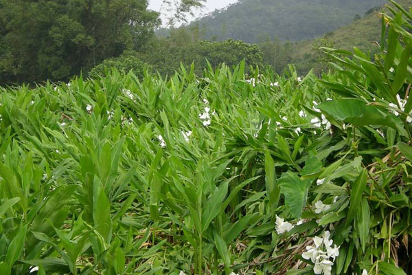 姜的种植方法和时间