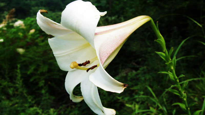 野百合花语是什么意思