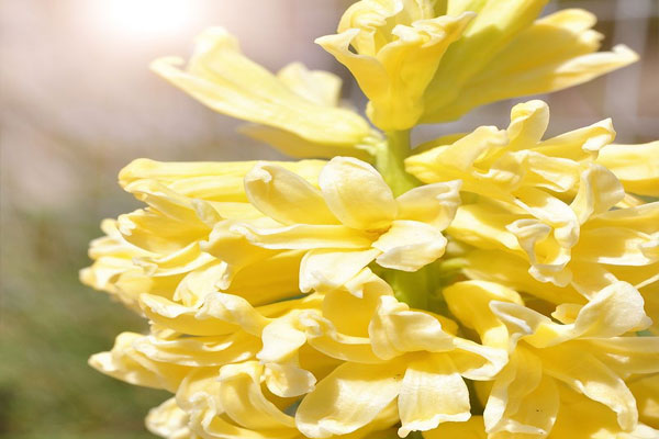 黄色风信子花语