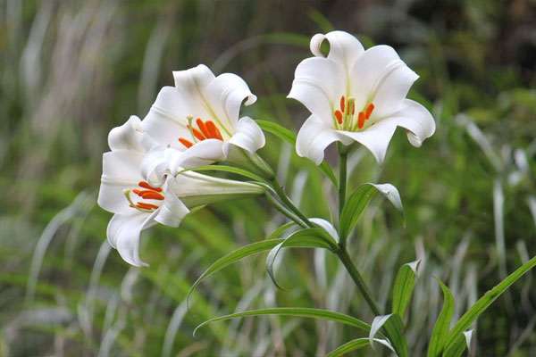 野百合花语是什么意思