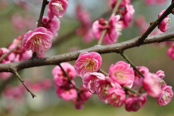 春节梅花寓意