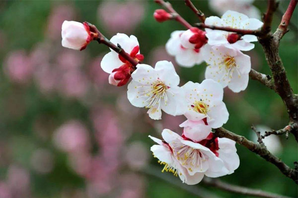 春节梅花寓意