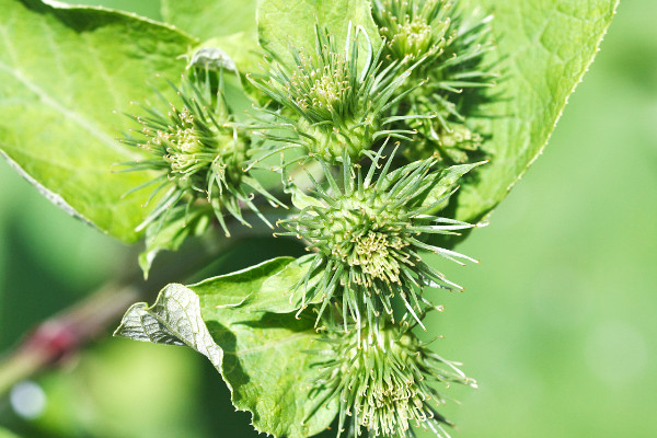 苍耳是什么植物