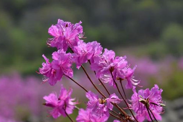 朝鲜的国花