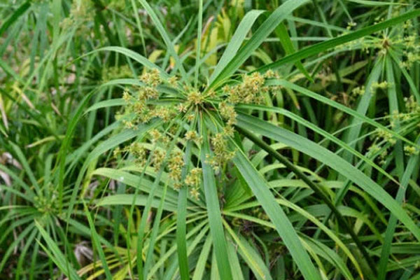 风车草花语