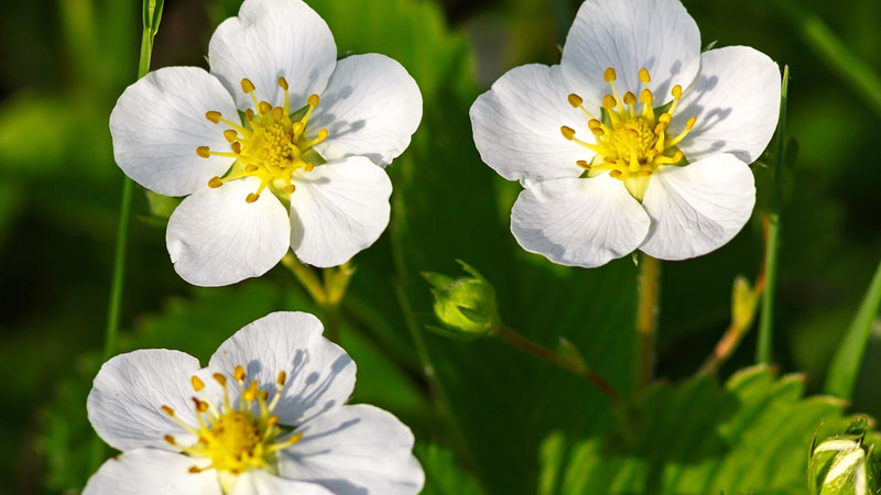 草莓花花语