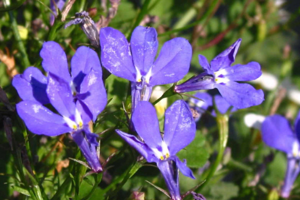 六倍利花语