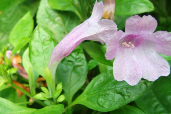 板蓝根植物长什么样子