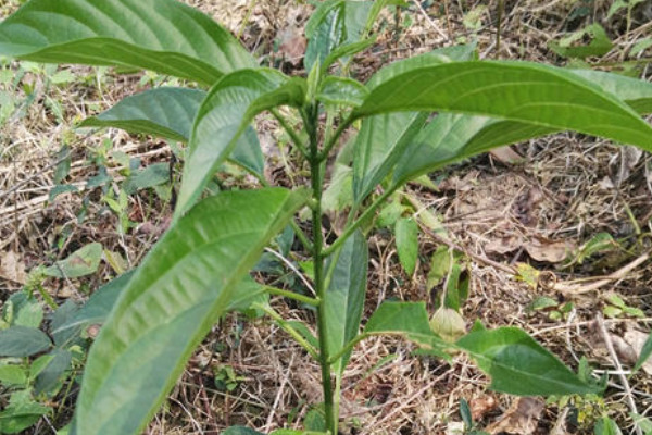 板蓝根植物长什么样子