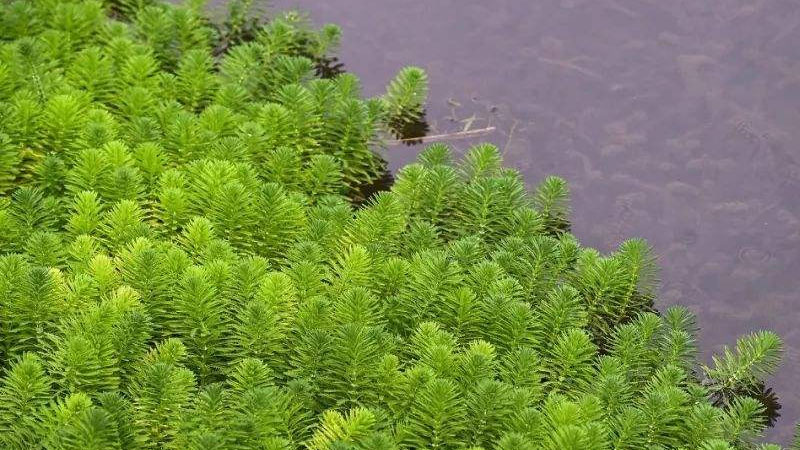 金鱼藻是什么植物 发财农业网