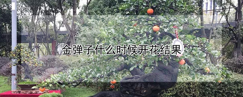 金弹子什么时候开花结果