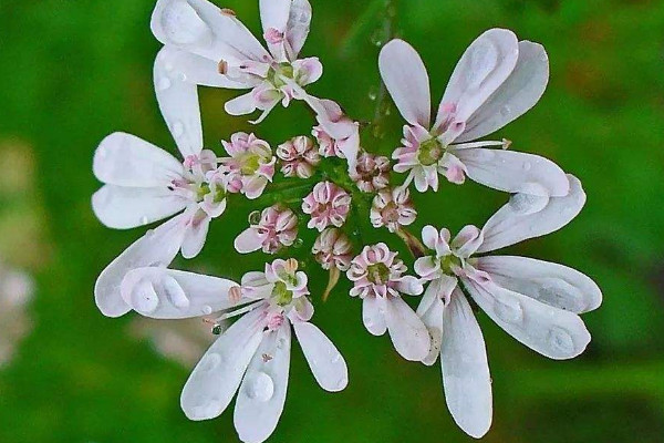 芫荽如何种植