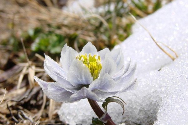 雪莲是什么样子的