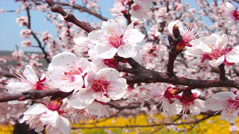 杏花是什么季节开的