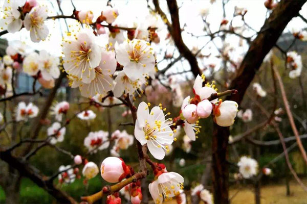 杏花是什么季节开的