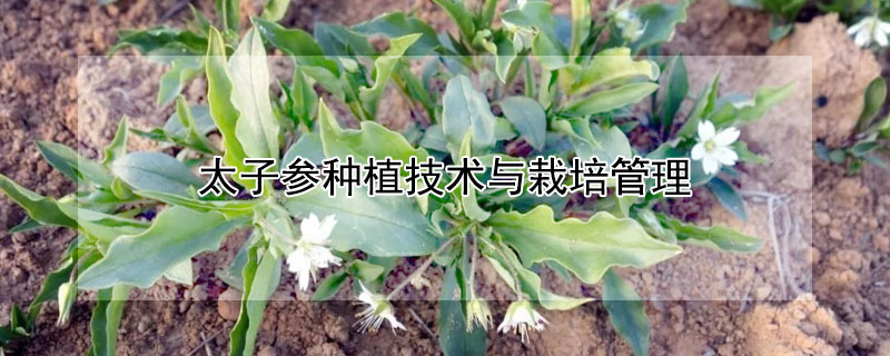 太子参种植技术与栽培管理