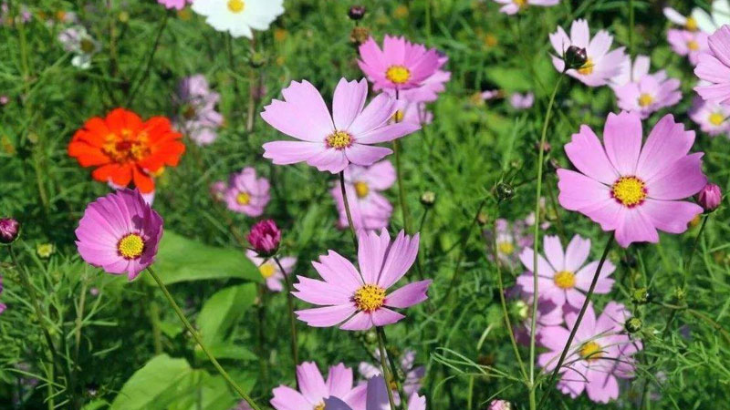 波斯菊是什么季节的花