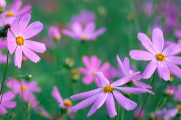 波斯菊是什么季节的花