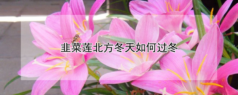 韭菜莲北方冬天如何过冬