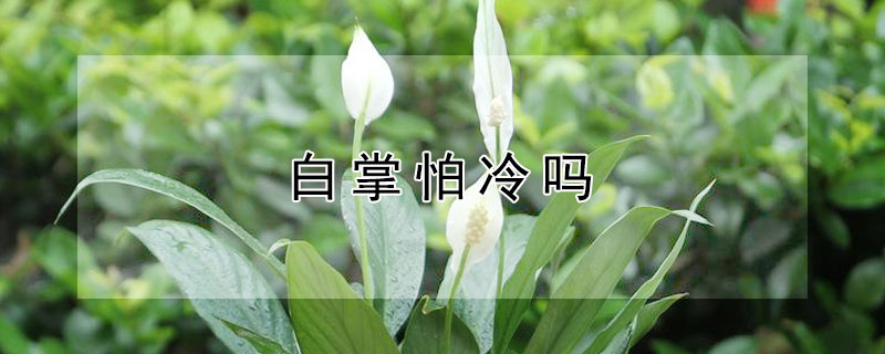 白掌怕冷吗