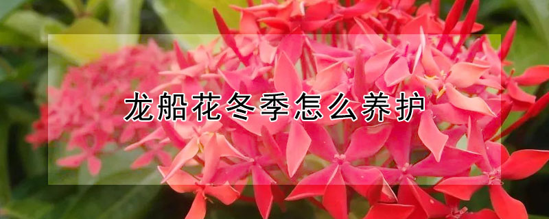 龙船花冬季怎么养护