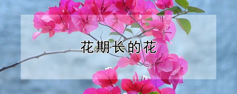 花期长的花