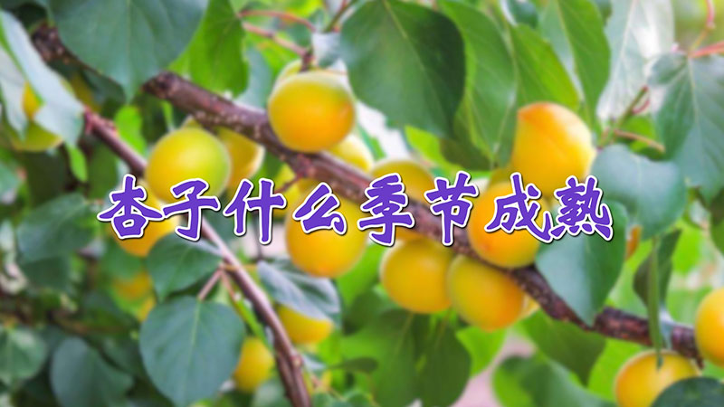 杏子什么季节成熟