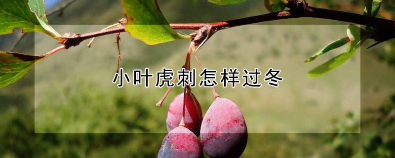 小叶虎刺怎样过冬