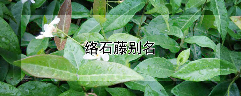 络石藤别名