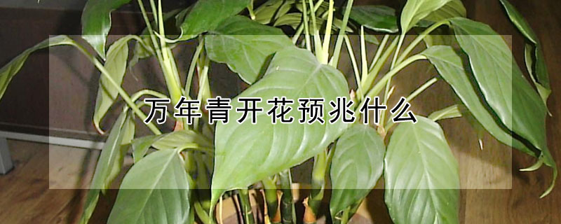 万年青开花预兆什么