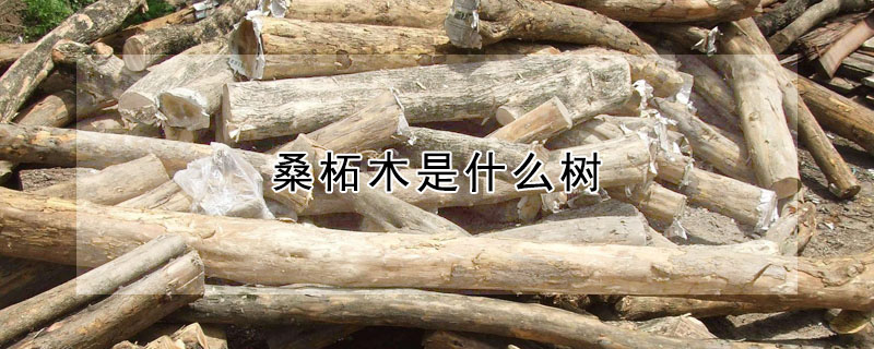 桑柘木是什么树