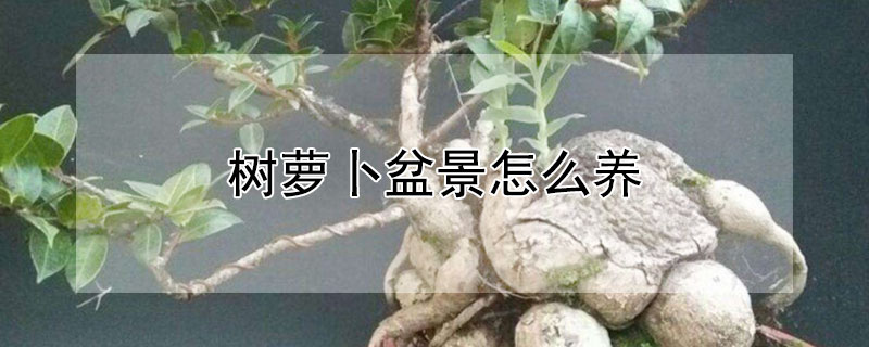 树萝卜盆景怎么养