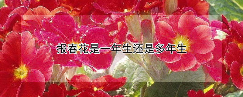 报春花是一年生还是多年生