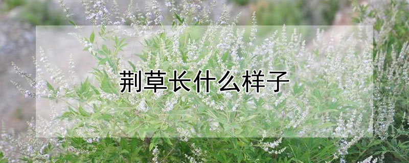 荆草长什么样子