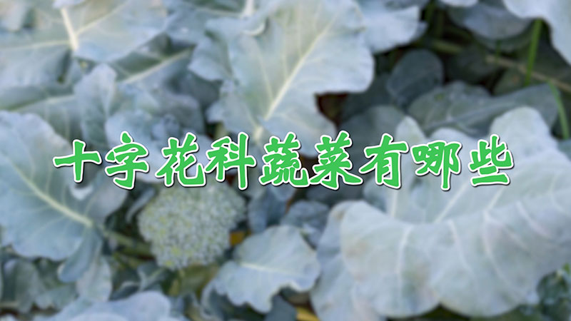 十字花科蔬菜有哪些