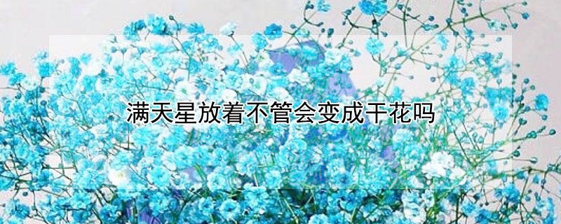 满天星放着不管会变成干花吗