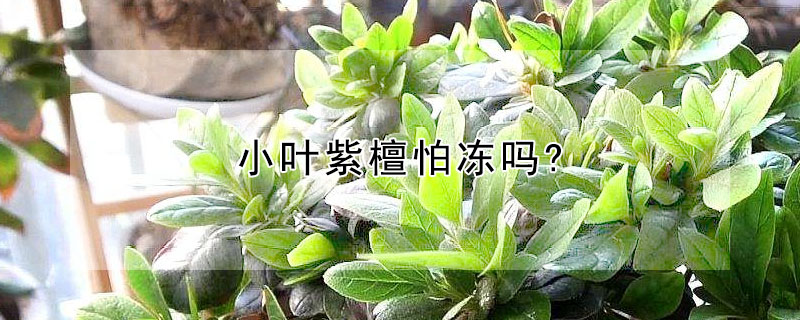 小叶紫檀怕冻吗?