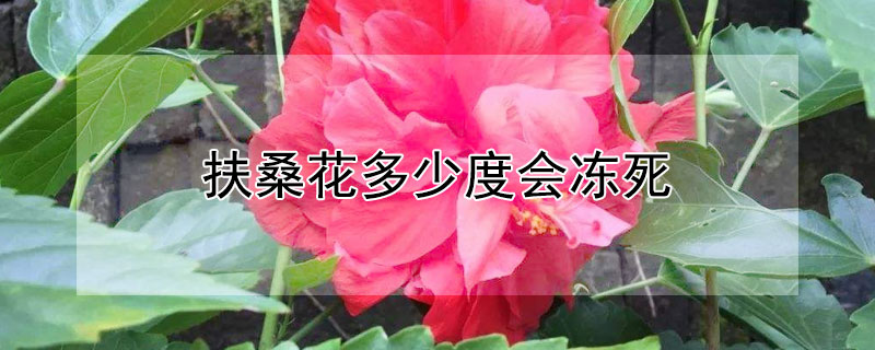 扶桑花多少度会冻死