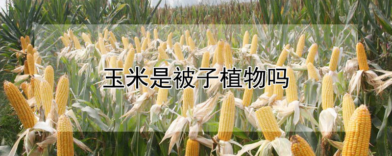 玉米是被子植物吗