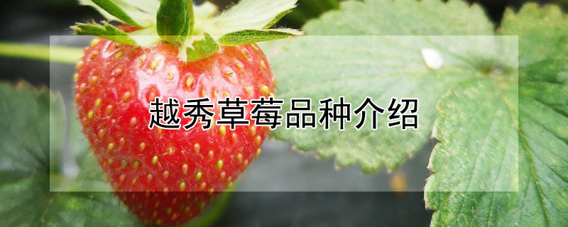 越秀草莓品种介绍
