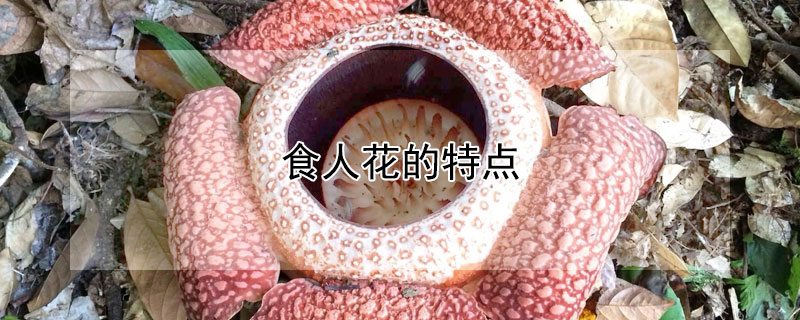 食人花的特点