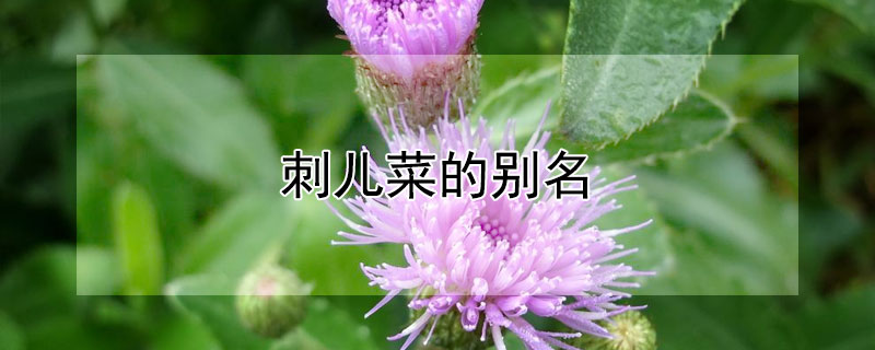 刺儿菜的别名