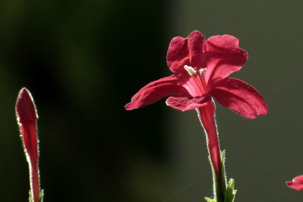 花烟草的花语