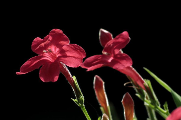 烟草花的图片花语图片