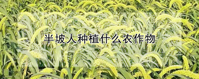 半坡人种植什么农作物