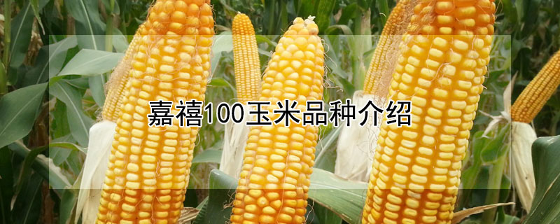 嘉禧100玉米品种介绍